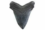 Fossil Megalodon Tooth - South Carolina #371831-1